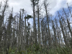 Atlantic white cedar once fueled NJ economy, now it stands in ‘ghost forests’ 