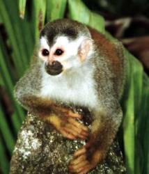 Promising Numbers for the Vulnerable Red-Backed Squirrel Monkey