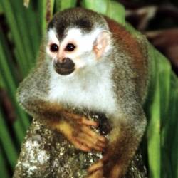 Promising Numbers for the Vulnerable Red-Backed Squirrel Monkey
