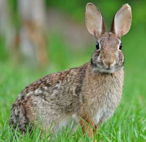 Cottontail Rabbits