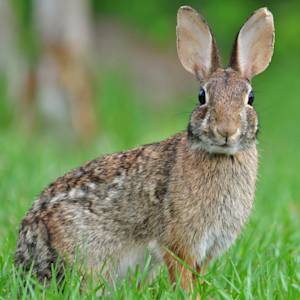 Cottontail Rabbits