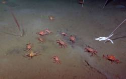 Northward movement poses threat for crab populations