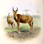 Bubal Hartebeest