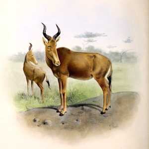 Bubal Hartebeest