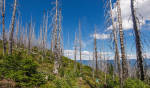 Ghost Forests