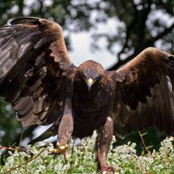 Lead poisoning harming eagle populations
