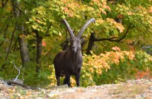 Alpine ibex, Gran Paradiso Reserve 