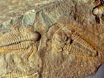 Trilobites evolve