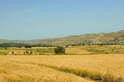 Conservation agriculture in Tunisia