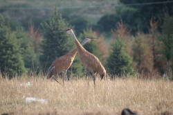 Sandhill cranes could be hunted again in Michigan