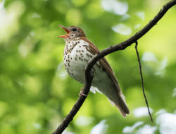 Wood Thrush