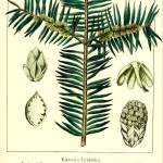 Florida Torreya