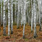 No More Birch Forest