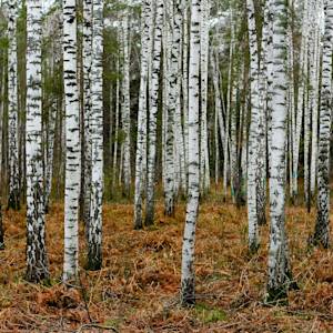 No More Birch Forest