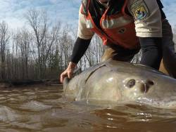 Lake Winnebago sturgeon conservation creates hope