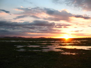 Palo Verde Wetland