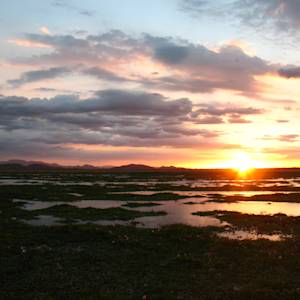 Palo Verde Wetland