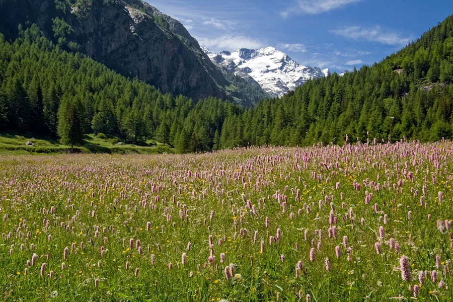 What is missing? | European Alpine Grassland