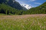 European Alpine Grassland