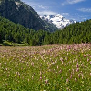 European Alpine Grassland