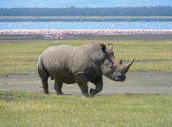 Last male northern white rhino dies