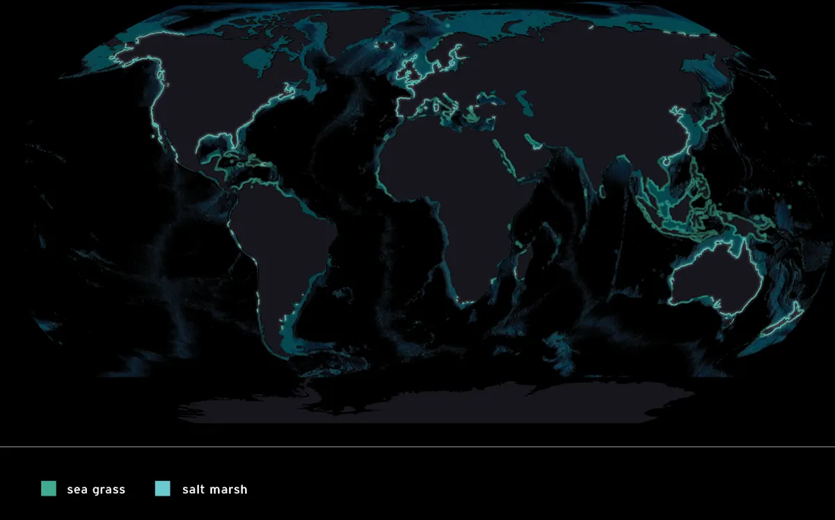 Global Seagrass and Salt Marsh