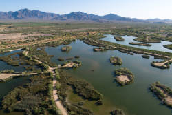 Restoration along the Gila  