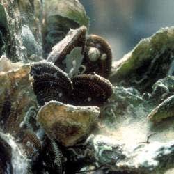 Returning oysters, now nearly extinct, to New York waters