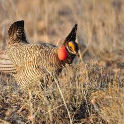 Noise pollution disrupts navigation, mating rituals, and communication for prairie wildlife