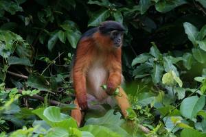 Miss Waldron's Red Colobus Monkey