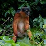 Miss Waldron's Red Colobus Monkey