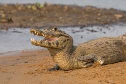 Caiman populations decline with severe drought