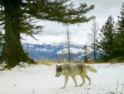 Wolf pack In Oregon