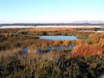 Onrus Peatland Wetland