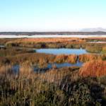 Onrus Peatland Wetland
