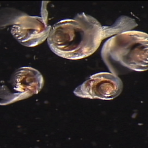 Ocean Acidification