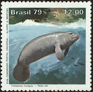 Amazonian manatee