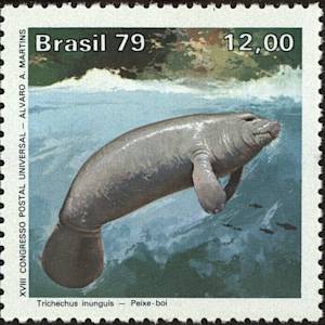 Amazonian manatee