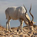 Saharan Addax