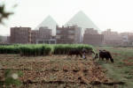 Organic and biodynamic arid farming in Egypt