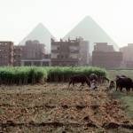 Organic and biodynamic arid farming in Egypt