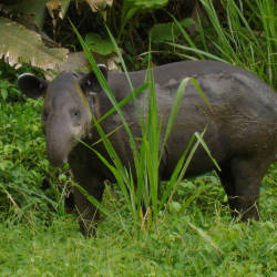 Baird’s Tapir Listed as Endangered