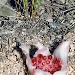 Rhizanthella orchids