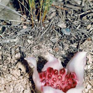 Rhizanthella orchids