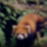 The Red Panda