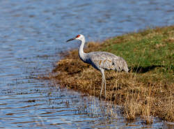 Revival of the sandhill crane on Manitoulin Island