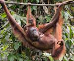 Orangutans