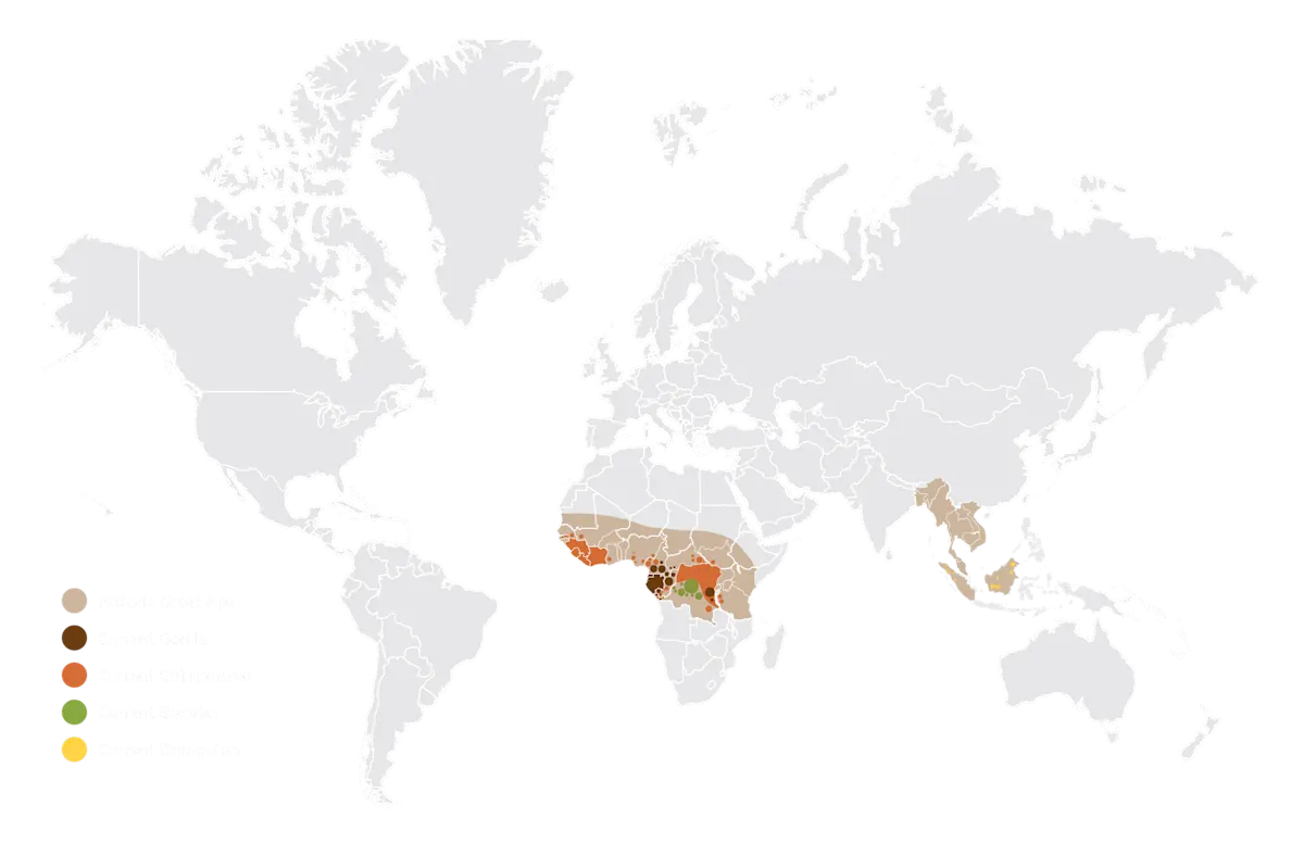 WYCD - endangered species - Great Ape Historic Range Map