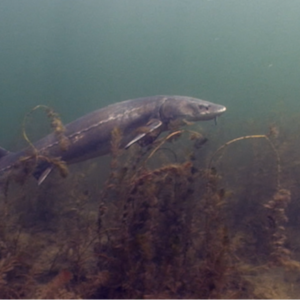 Sturgeon