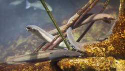 Noise pollution is leaving eel's vulnerable to predators